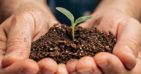 Main tenant de la terre avec une jeune pousse verte.