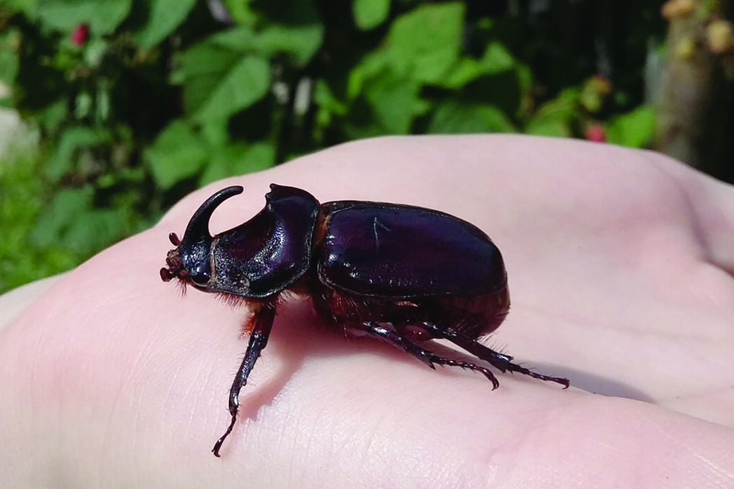 Scarabée rhinocéros européen