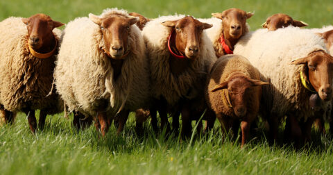 Moutons en écopâturage sur un espace vert à NovaDémo