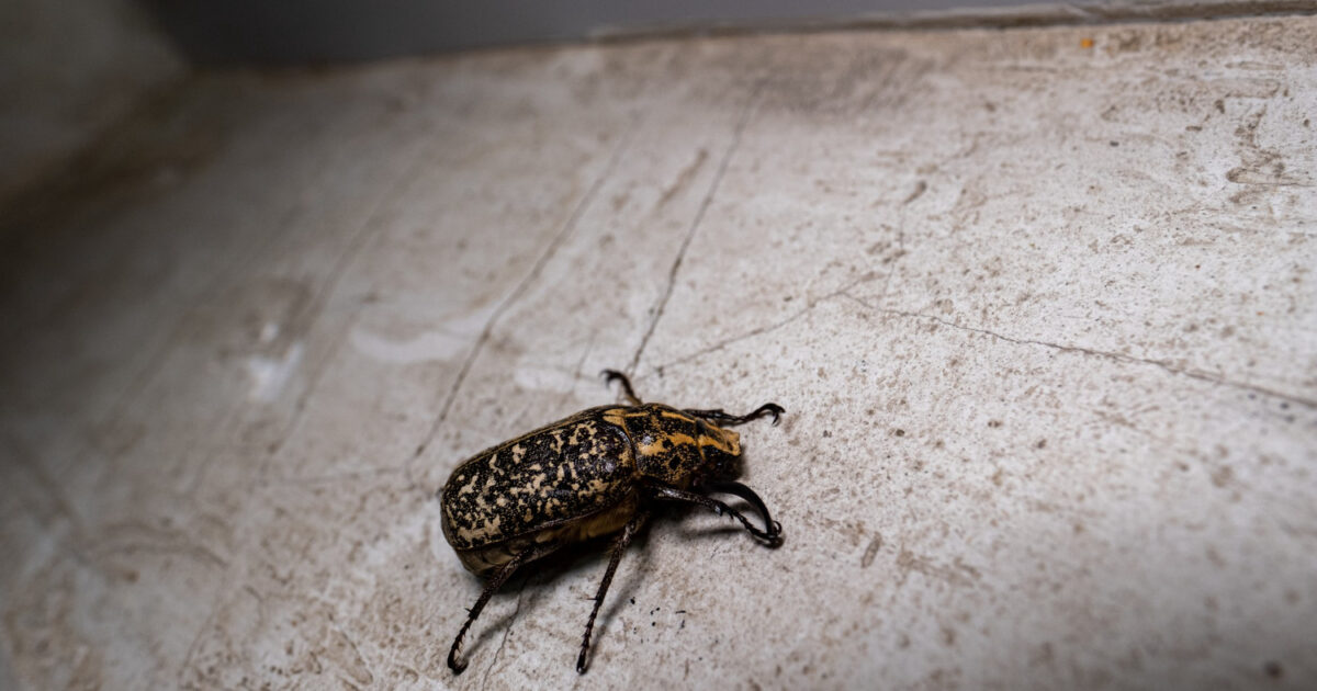 Gros plan sur un cafard rampant sur le sol d’un logement