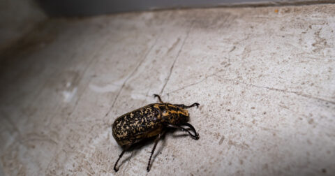 Gros plan sur un cafard rampant sur le sol d’un logement